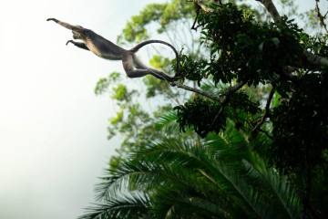 Uganda: Gorillas, Schimpansen & Safari - Bild 4