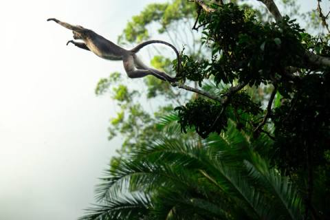 Uganda: Gorillas, Schimpansen & Safari – Impression 5