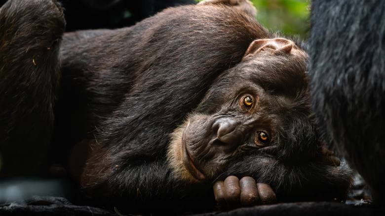 Uganda: Gorillas, Schimpansen & Safari