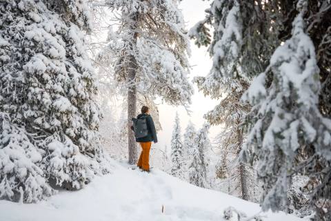 Finnisch Lappland: Huskysafari, Nordlichter und viele weitere Abenteuer – Impression 4