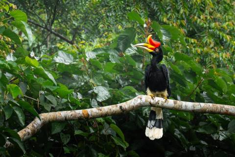 Borneo: Orang-Utans, Nasenaffen & Zwergelefanten – Impression 2