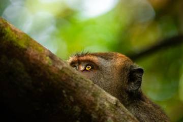 Borneo: Orang-Utans, Nasenaffen & Zwergelefanten - Bild 4