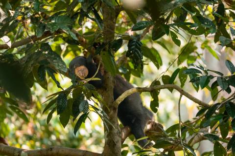 Borneo: Orang-Utans, Nasenaffen & Zwergelefanten – Impression 4