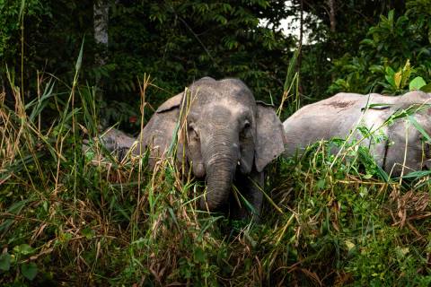 Borneo: Orang-Utans, Nasenaffen & Zwergelefanten – Impression 3