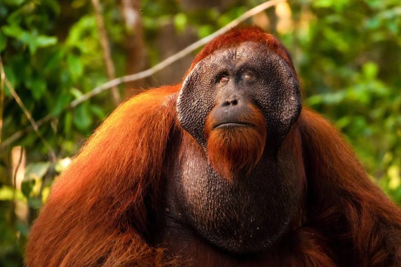 Borneo: Orang-Utans, Nasenaffen & Zwergelefanten