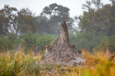 Safari im Okavango Delta in Botswana – Impression 6