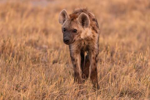 Safari im Okavango Delta in Botswana – Impression 7