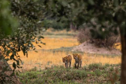 Safari im Okavango Delta in Botswana – Impression 8