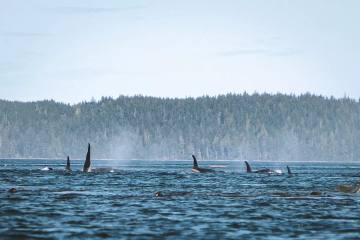 Kajaken mit Orcas und Bärensafari in British Columbia - Bild 1