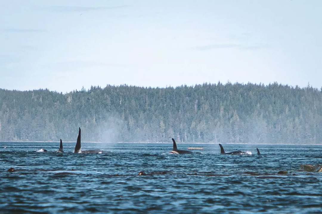 Kajaken mit Orcas und Bärensafari in British Columbia - Bild 2