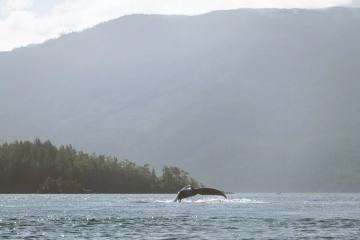Kajaken mit Orcas und Bärensafari in British Columbia - Bild 2