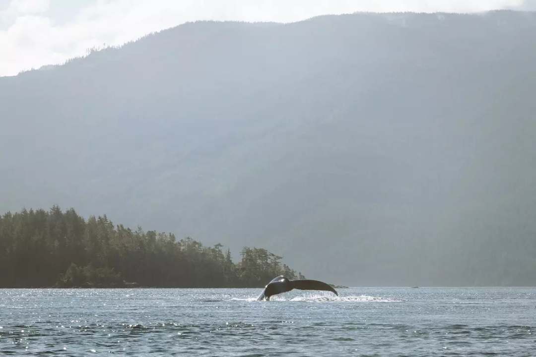 Kajaken mit Orcas und Bärensafari in British Columbia - Bild 3