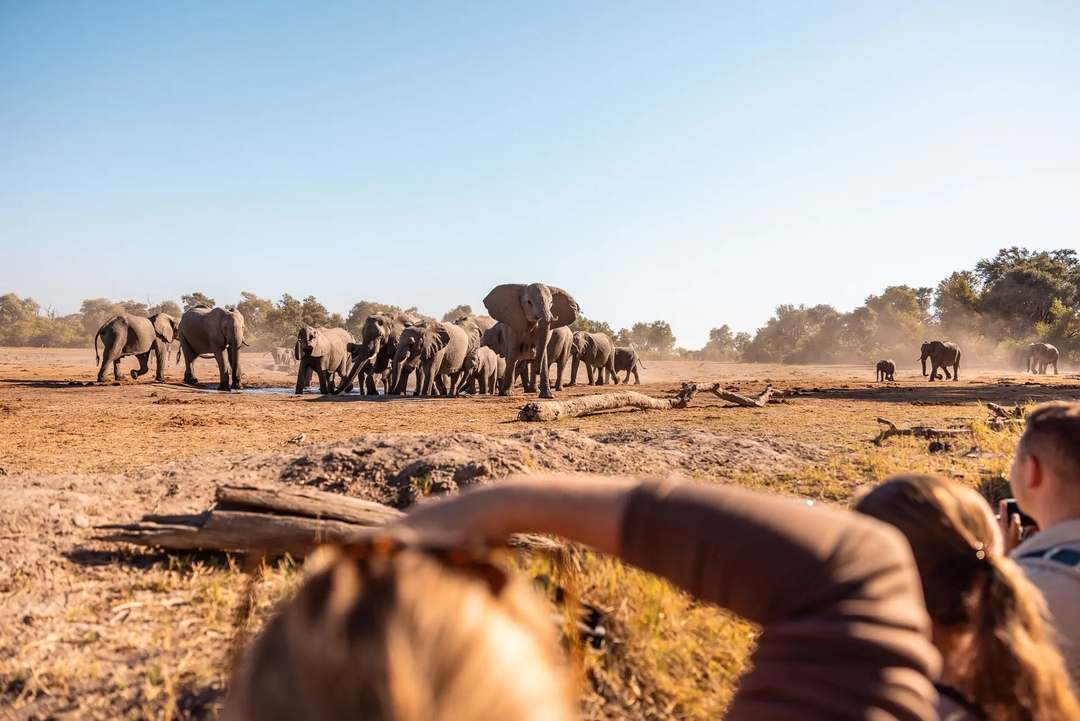Safari im Okavango Delta in Botswana - Bild 1